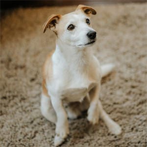 Eddi – Bürohund Eddi – Bürohund